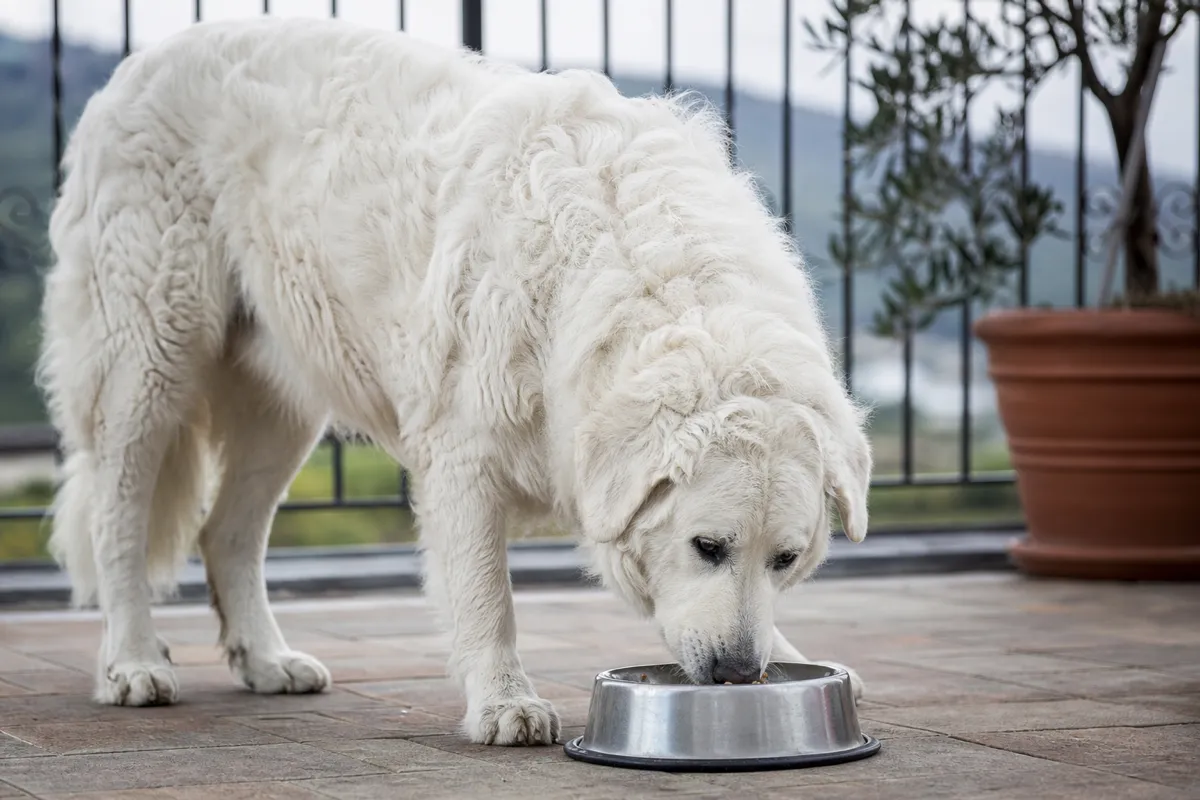 Kuvasz frisst ruhig aus einem Napf im Freien