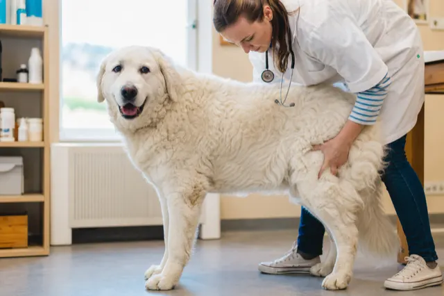 Tierärztin untersucht die Hüfte eines Kuvasz