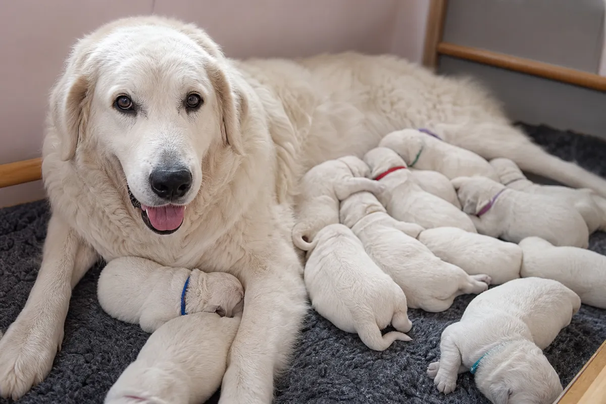 Kuvasz-Hündin mit ihrem Welpenwurf in einer sauberen Wurfkiste